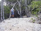 Shingle rampart on the southeastern (windward) edge of the mangrove swamp. Note growth of white mangroves atop the bank. Pictured is Professor John Jell.